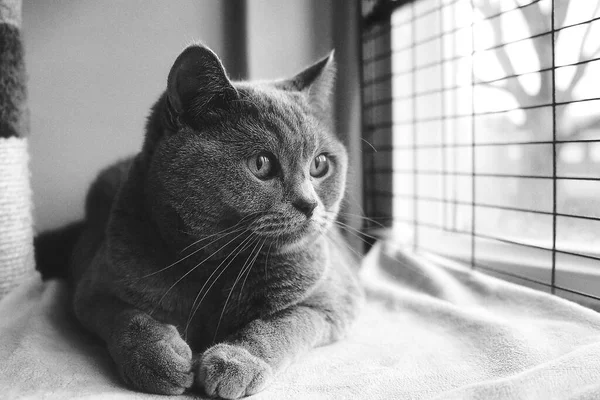 Grayscale Shot Adorable British Shorthair Cat Resting Blanket Windowsill — Stock Photo, Image