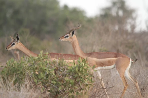 An antelope with deer from sideview in animals park with plants on blurred background