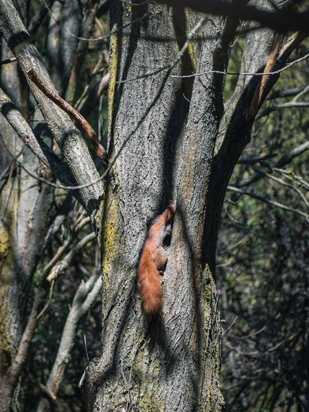 Tiro Vertical Esquilo Marrom Escalando Uma Árvore — Fotografia de Stock
