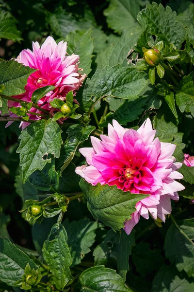 Vertical Closeup Pink Dahlias Botanical Garden Iasi Romania — Stock Photo, Image
