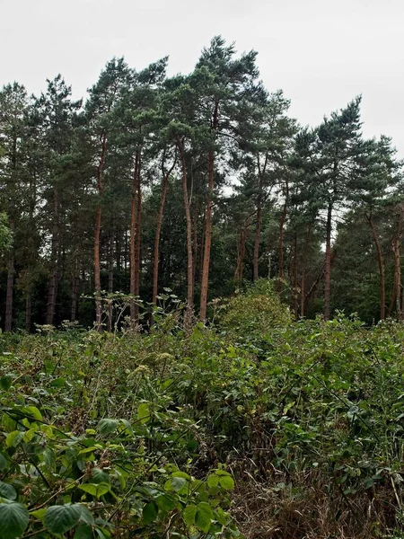 Ліс Сулхем Безліччю Дерев Листя — стокове фото