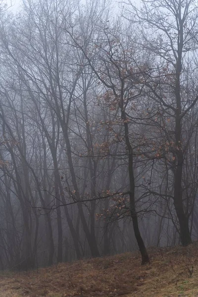 Vertikální Záběr Mlhavého Tajemného Lesa Holými Stromy — Stock fotografie
