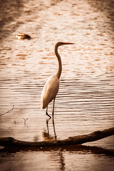 Uma Vista Uma Bela Egret Lago Dia Ensolarado — Fotografia de Stock