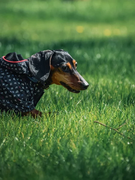 Colpo Verticale Cane Bassotto Che Indossa Cappotto Una Prateria — Foto Stock