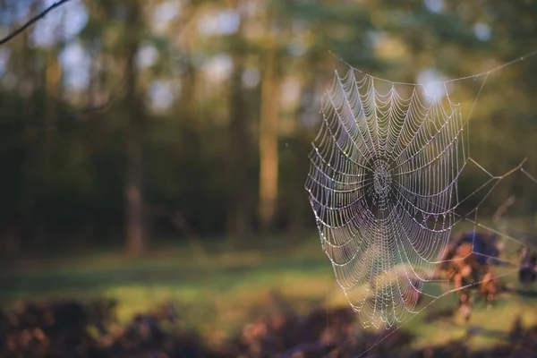 Selective Focus Shot Spider Web Adorned Water Droplets Sunrise — Stock Photo, Image
