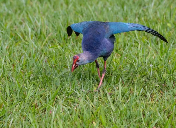 Vista Alto Ângulo Pânfora Cabeça Cinza Com Asas Abertas Grama — Fotografia de Stock