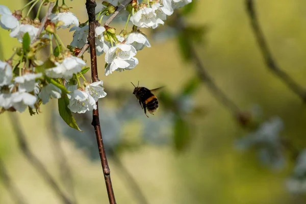 Ένα Κοντινό Πλάνο Των Μελισσών Που Πετούν Κοντά Λευκά Λουλούδια — Φωτογραφία Αρχείου