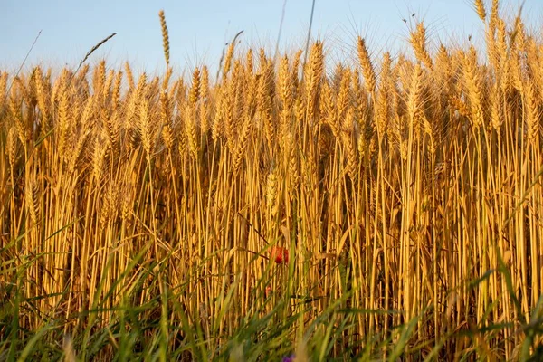 Golden Wheat Swaying Breeze Field — Stock Photo, Image