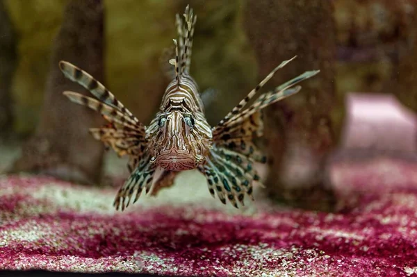 Lionfish Pterois Volitans Lionfish Listrado Encontrado Indo Pacífico Mar Vermelho — Fotografia de Stock