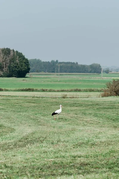 Plan Vertical Une Cigogne Blanche Sur Terrain — Photo