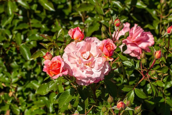 Tiro Close Uma Rosa Rosa Flor Com Folhas Verdes Jardim — Fotografia de Stock