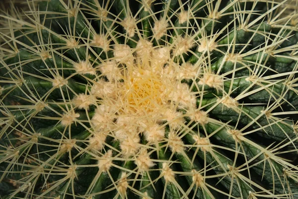 Een Close Van Het Cactus Patroon — Stockfoto