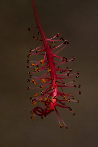 Tiro Macro Planta Hibisco Vermelho — Fotografia de Stock