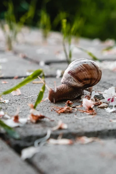 Disparo Vertical Caracol Marrón Aislado Sobre Fondo Borroso —  Fotos de Stock