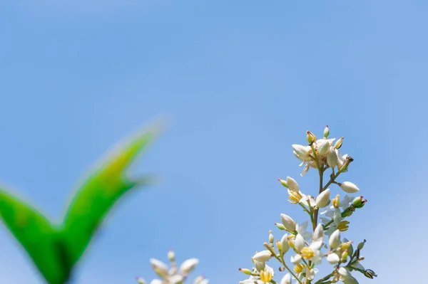 Nandina Domestica Απομονώθηκε Ουράνιο Μπαμπού Ουράνια Μπαμπού Γκολφ Ροή Λουλούδια — Φωτογραφία Αρχείου