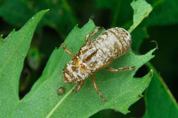 Closeup Shell Periodical Cicada Ragweed Leaf Missouri — Stock Photo, Image