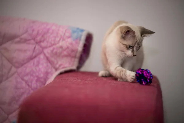 Selective Focus Shot White Tabby Cat Playing Its Toy Indoors — Stock Photo, Image