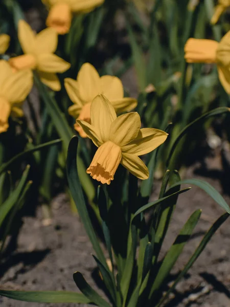 Eine Blühende Narzisse Oder Narzisse Einem Sonnigen Feld — Stockfoto
