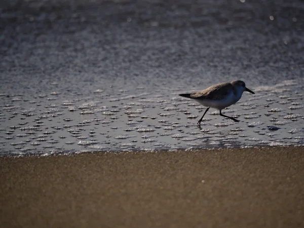 在海边散步的一只沙鸟的特写镜头 — 图库照片