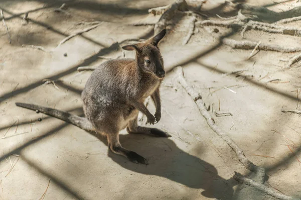 Egy Gyönyörű Felvétel Egy Wallaby Ról Amint Állatkertben Áll Fényes — Stock Fotó