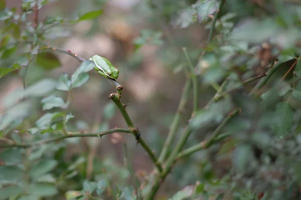 Una Rana Verde Posada Una Rama Rosa Jardín — Foto de Stock