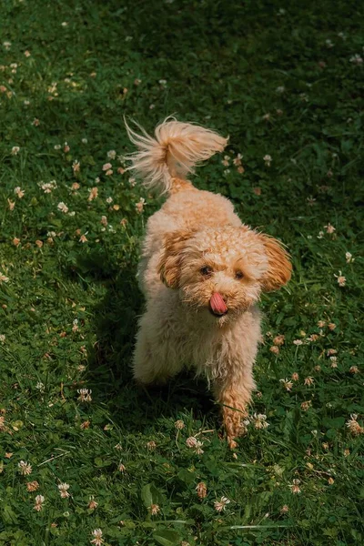 草の上を歩く舌を持つプードル犬の垂直ショット — ストック写真