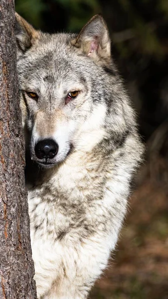 一只狼躲在树干后面的垂直特写镜头 — 图库照片