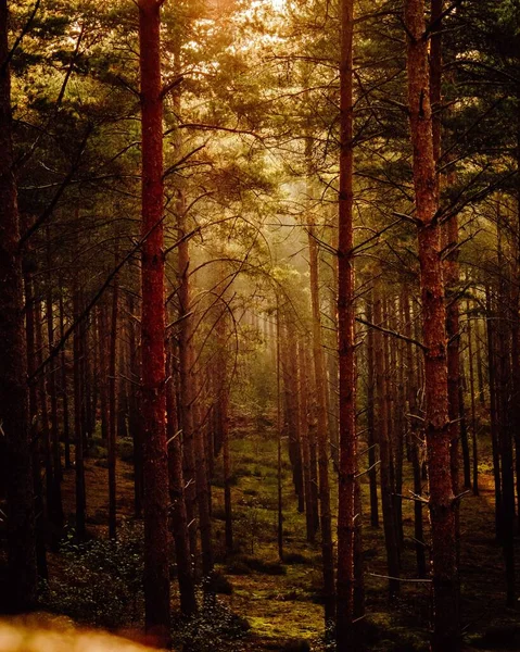 Tiro Vertical Uma Bela Floresta Durante Pôr Sol — Fotografia de Stock