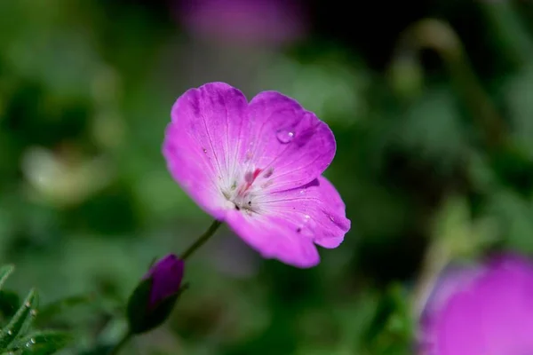 Eine Flache Fokusaufnahme Eines Tropfens Auf Bloody Crane Bill Blume — Stockfoto