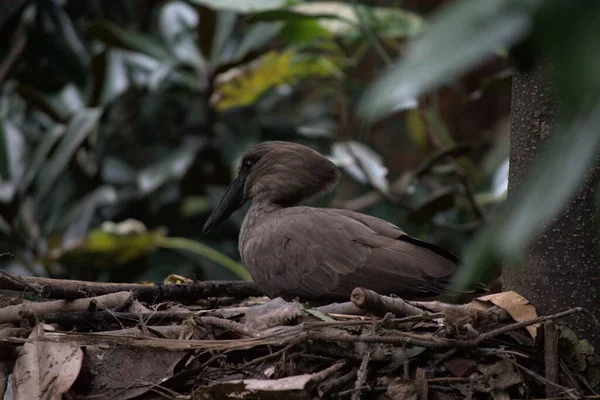 Close Hamerkop Sentado Galhos Árvore Chão — Fotografia de Stock