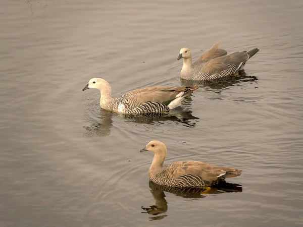 Três Belos Gansos Nadando Lago Durante Dia — Fotografia de Stock