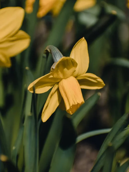 Blommande Påsklilja Eller Narcissus Ett Soligt Fält — Stockfoto