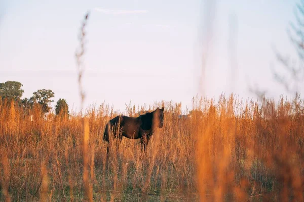 选择拍摄一匹站在麦田中央的棕色马 洁白的天空背景 — 图库照片