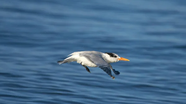 Closeup Royal Tern Open Wings Approaching Blue Clear Ocean Water — Stock Photo, Image
