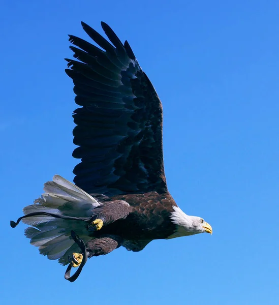 Primer Plano Águila Calva Llevando Presa Con Las Piernas Volando — Foto de Stock