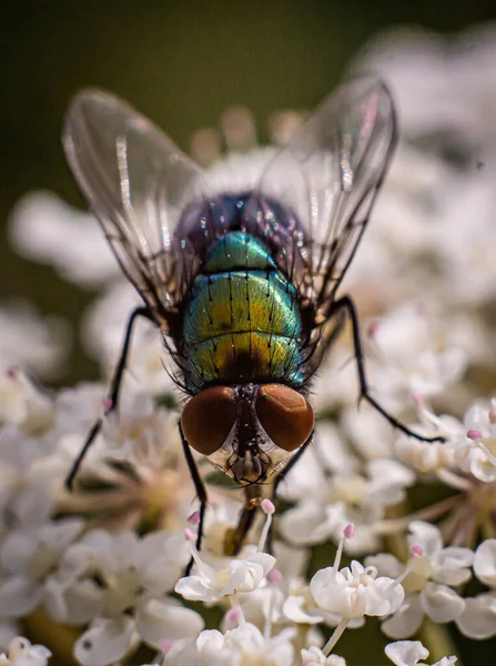 Makroaufnahme Einer Fliege Auf Einer Weißen Blume — Stockfoto