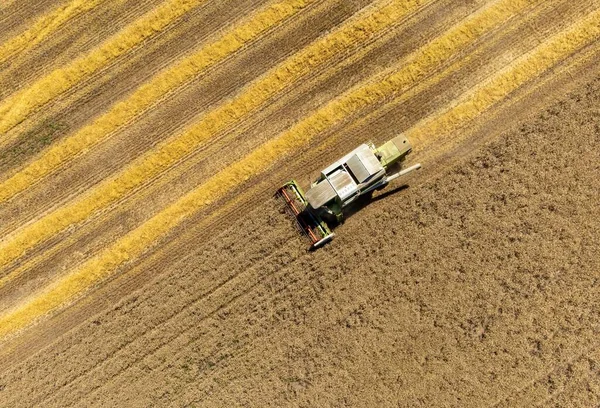 Tarlada Buğday Hasat Etmek Dan Görülen Bir Karışım Ile — Stok fotoğraf
