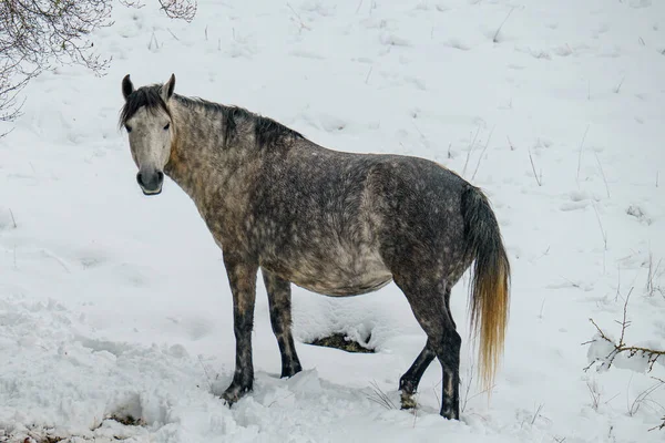 Ensam Grå Häst Ett Snöfält Vintern — Stockfoto
