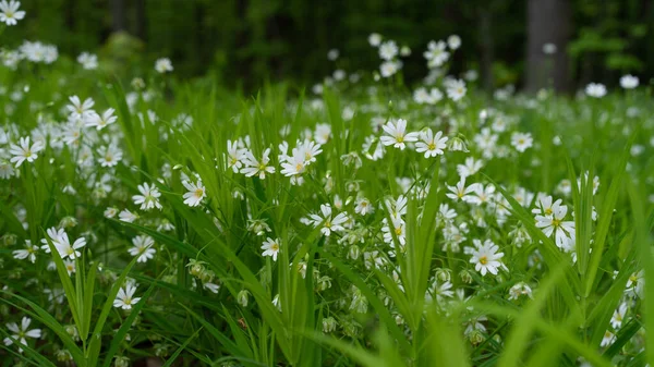 Gros Plan Fleurs Starwort Stellaria Pleine Floraison Dans Champ Vert — Photo