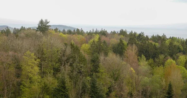 Paysage Une Zone Boisée Bavaroise — Photo