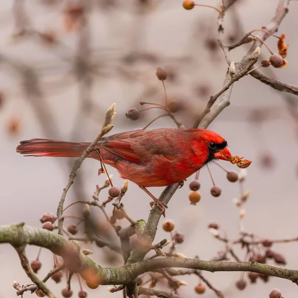 Tiro Close Pássaro Cardeal Vermelho Empoleirado Galho Árvore — Fotografia de Stock