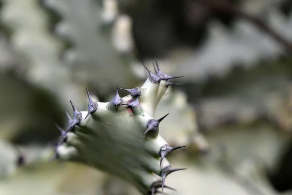 Selective Macro Focus Shot Euphorbia Lactea Plant Blurred Background — Stock Photo, Image