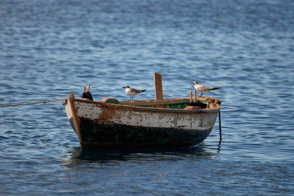 Eine Schar Möwen Thront Auf Einem Rostigen Boot Meer — Stockfoto