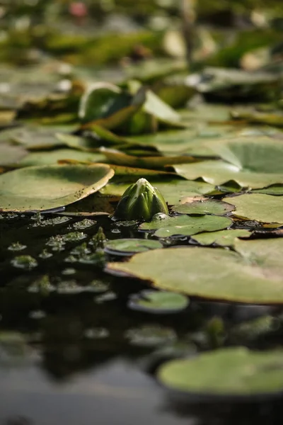 Shallow Focus Shot Bud Water Lily Lily Pads Floating Water — Stock Photo, Image