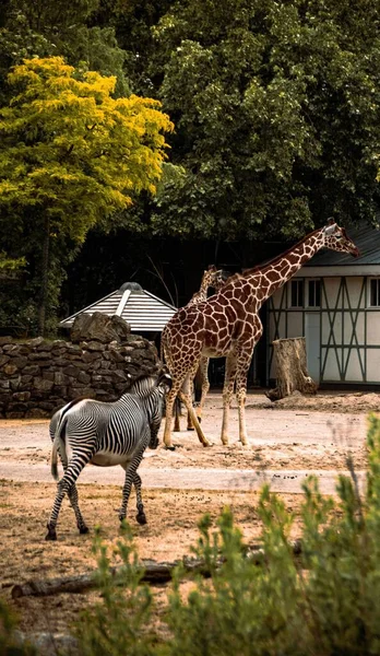 Vertical Shot Giraffes Zebra Zoo — Stock Photo, Image