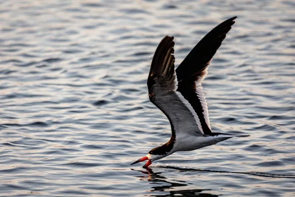 Una Impresionante Toma Cerca Black Skimmer Cazando Comida Durante Amanecer — Foto de Stock