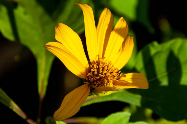 多米尼加共和国伊莎贝尔 德尔托雷斯国家公园的一朵黄花 — 图库照片