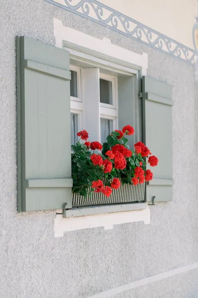 Vertikal Bild Växande Rött Pelargonium Med Gröna Blad — Stockfoto
