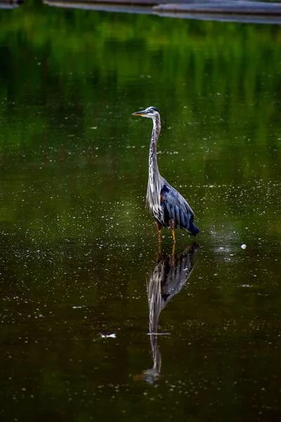 Ένα Κάθετο Πλάνο Ενός Γκρίζου Ερωδιού Ardea Cinerea Στη Λίμνη — Φωτογραφία Αρχείου