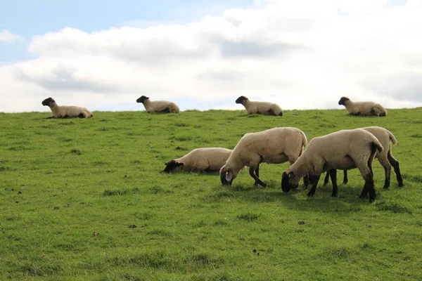 A small flock of sheep with black face grazing on a steppe
